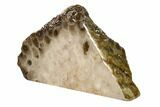 Free-Standing, Petoskey Stone (Fossil Coral) Section - Michigan #160263-1